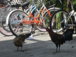 bikes & chickens