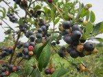 blueberry picking