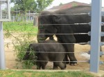 baby elephant!