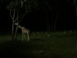 giraffe's midnight snack