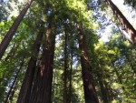 redwood forest