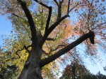 fall colors in Virginia