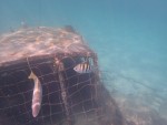 snorkeling at Castaway Cay