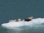 seals near Endicott