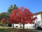 fall colors on The Quad