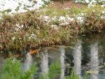 iced-over koi pond