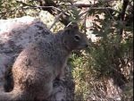 the squirrels were almost tame, but we were warned not to feed them