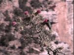 a hummingbird, one of our cooler wildlife sightings