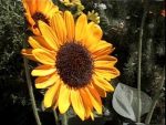 a sunflower in the butterfly garden