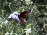 one of the local butterfly garden residents