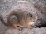 a prairie dog, caught while licking his lips