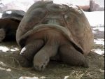 a giant tortoise