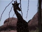 one of the many giraffes
