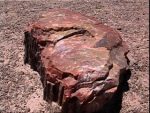 petrified wood