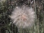 a big dandelion in the Painted Desert