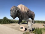 giant buffalo