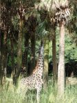 young giraffe trying to reach a branch