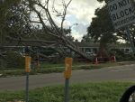 a large tree down