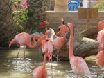 flamingos at Dillon's