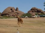 giraffe at the zoo