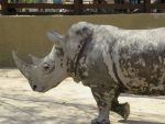 new rhino at the zoo