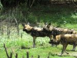 painted dogs on the safari