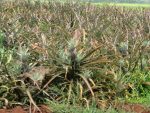 pineapples in the fields