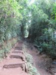 Manoa Falls trail