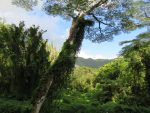 Manoa Falls trail scenery