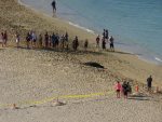 monk seal sleeping on the beach