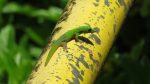 little gecko at our picnic stop