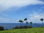 scenic view on the Mamalahoa Hwy