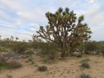 Joshua tree