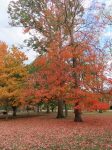 fall colors on campus