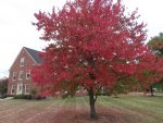 fall colors on campus