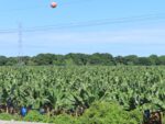 banana fields