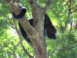 howler monkey in the trees