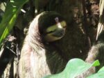 a sloth!