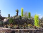 Chihuly glass at the botanical gardens