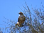 red-tailed hawk