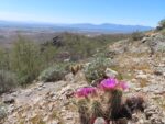flowering cactus and a scenic view